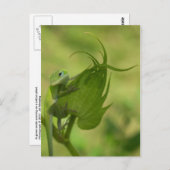 Südliche Grüntöne Postkarte (Vorne/Hinten)