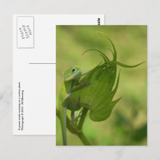 Südliche Grüntöne Postkarte (Vorne/Hinten)