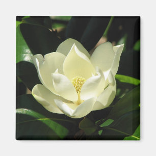 Südliche Magnolie Magnet