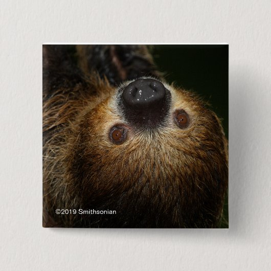 Südliche Zwei-Toed Trägheit Button (Vorderseite)