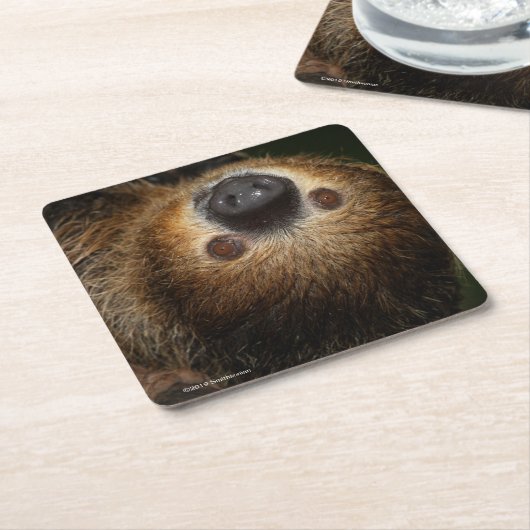 Südliche Zwei-Toed Trägheit Rechteckiger Pappuntersetzer (angewinkelt)