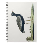 Südlicher Korhaan - Notizblock (Vorderseite)