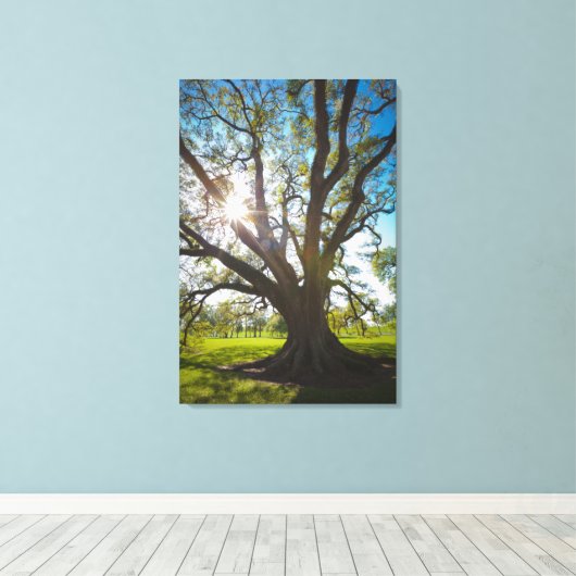 Südlicher Olivenbaum Leinwanddruck (Insitu (Holzboden))