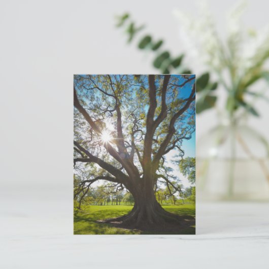 Südlicher Olivenbaum Postkarte (Stehend Vorderseite)