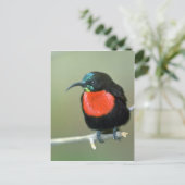 Südlicher Scharlachsenvogel Postkarte (Stehend Vorderseite)