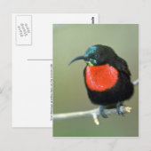 Südlicher Scharlachsenvogel Postkarte (Vorne/Hinten)