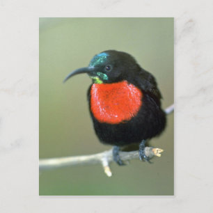Südlicher Scharlachsenvogel Postkarte