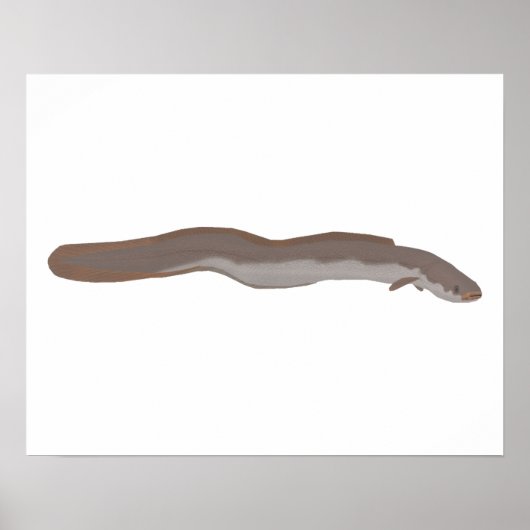 Südlicher Shortfin Poster (Vorne)