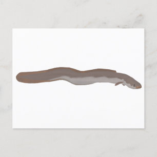 Südlicher Shortfin Postkarte