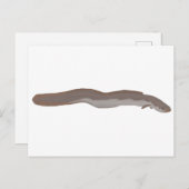 Südlicher Shortfin Postkarte (Vorne/Hinten)