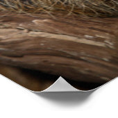 Südlicher Zweizahn Poster (Ecke)