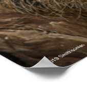 Südlicher Zweizahn Poster (Ecke)