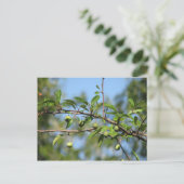 Südliches Crabappelfrucht Postkarte (Stehend Vorderseite)