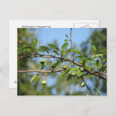 Südliches Crabappelfrucht Postkarte (Vorne/Hinten)