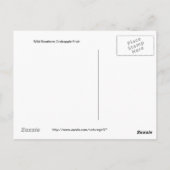 Südliches Crabappelfrucht Postkarte (Rückseite)