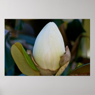 Südliches Magnolieneier Blossom Poster