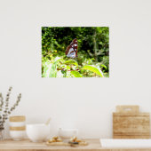 Südliches Weißes Schmetterlingposter Poster (Küche)