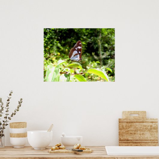 Südliches Weißes Schmetterlingposter Poster (Küche)