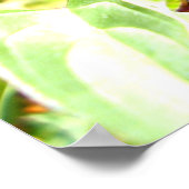 Südliches Weißes Schmetterlingposter Poster (Ecke)