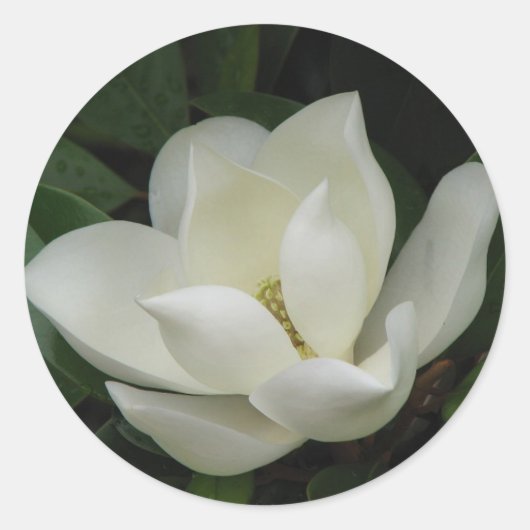 Südmagnolia Bloom Runder Aufkleber (Vorderseite)