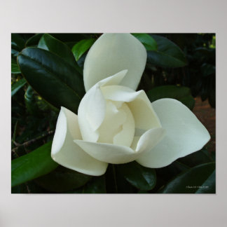 SüdMagnolien 3 Poster