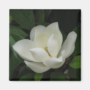 SüdMagnolien Magnet