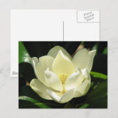 SüdMagnolien Postkarte (Vorne/Hinten)