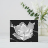 SüdMagnolien Postkarte (Stehend Vorderseite)