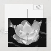 SüdMagnolien Postkarte (Vorne/Hinten)