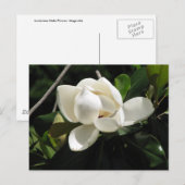 SüdMagnolien Postkarte (Vorne/Hinten)
