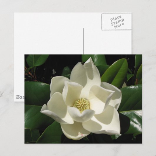 SüdMagnolien Postkarte (Vorne/Hinten)