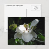 SüdMagnolien Postkarte (Vorne/Hinten)