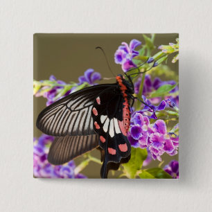 Südostasien, Thailand, Doi Inthanon, Papilio Button