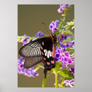 Südostasien, Thailand, Doi Inthanon, Papilio Poster