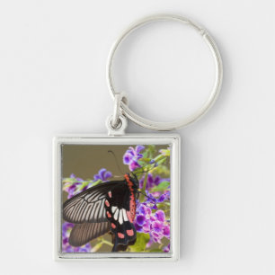 Südostasien, Thailand, Doi Inthanon, Papilio Schlüsselanhänger