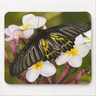 Südostasien, Thailand, Khon Kaen Mousepad