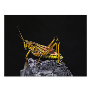 Südöstliche Lubber-Heuschrecke. Fotodruck