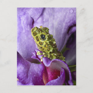 Südostvietnam. Nahaufnahme des Moos-Laubfroschs Postkarte