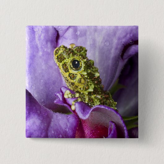 Südostvietnam. Naher Mosaikfrosch Button (Vorderseite)