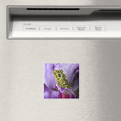 Südostvietnam. Naher Mosaikfrosch Magnet (In Situ (Geschirrspüler))