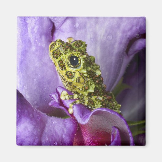 Südostvietnam. Naher Mosaikfrosch Magnet (Vorne)