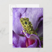 Südostvietnam. Naher Mosaikfrosch Postkarte (Vorne/Hinten)