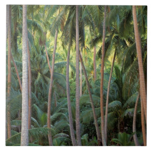 Südpazifik, Französisch-Polynesien, Bora Bora. Fliese