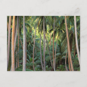 Südpazifik, Französisch-Polynesien, Bora Bora. Postkarte