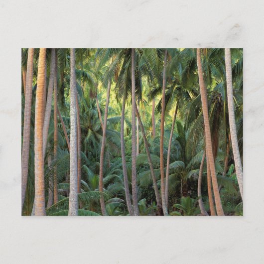 Südpazifik, Französisch-Polynesien, Bora Bora. Postkarte (Vorderseite)