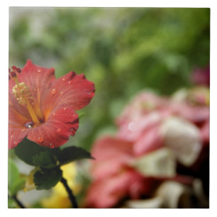 Südpazifik, Französisch-Polynesien, Gesellschaft Fliese