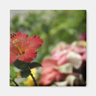 Südpazifik, Französisch-Polynesien, Gesellschaft Magnet