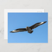 Südpolarskua fliegen postkarte (Vorne/Hinten)