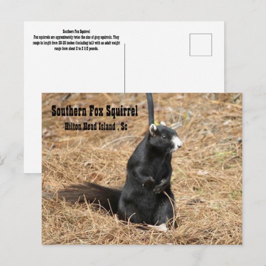 Südseedornhörnchen Postkarte (Vorne/Hinten)