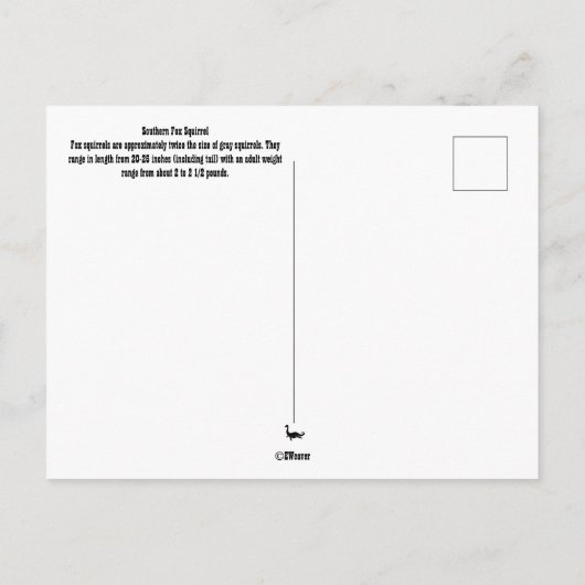 Südseedornhörnchen Postkarte (Rückseite)